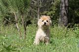 CAIRN TERRIER 150